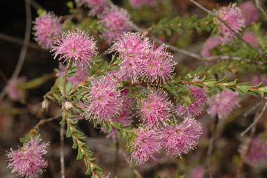 APII jpeg image of Kunzea capitata  © contact APII