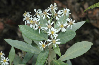 APII jpeg image of Olearia elliptica  © contact APII