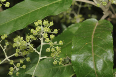 APII jpeg image of Astrotricha latifolia  © contact APII