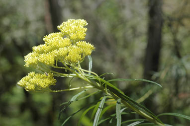 APII jpeg image of Cassinia aureonitens  © contact APII