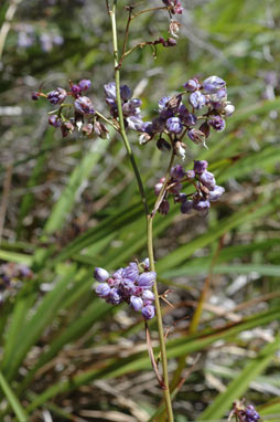 APII jpeg image of Dianella caerulea var. producta  © contact APII