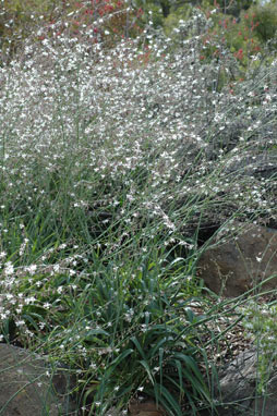 APII jpeg image of Arthropodium milleflorum  © contact APII