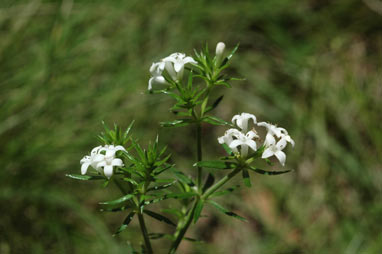 APII jpeg image of Asperula scoparia  © contact APII