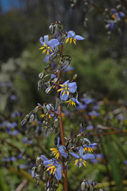 APII jpeg image of Dianella tasmanica  © contact APII