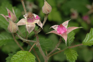 APII jpeg image of Rubus parvifolius  © contact APII