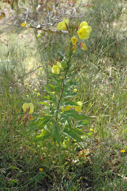 APII jpeg image of Oenothera glazioviana  © contact APII