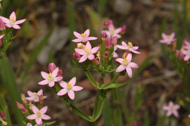 APII jpeg image of Centaurium erythraea  © contact APII