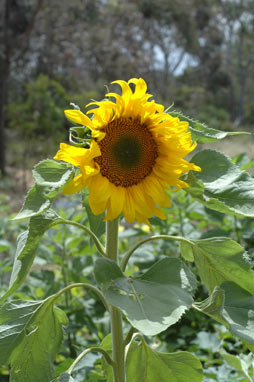 APII jpeg image of Helianthus annuus  © contact APII