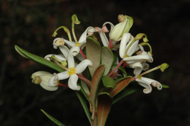 APII jpeg image of Lomatia polymorpha  © contact APII