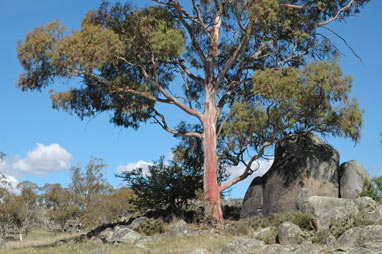 APII jpeg image of Eucalyptus rubida  © contact APII