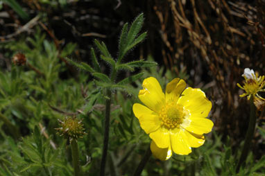 APII jpeg image of Ranunculus dissectifolius  © contact APII