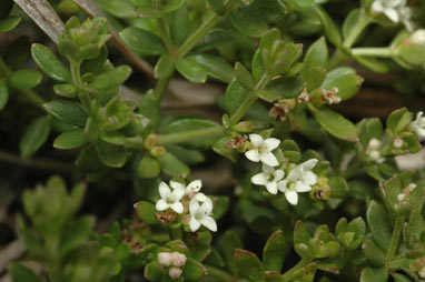 APII jpeg image of Asperula gunnii  © contact APII