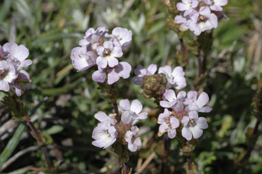 APII jpeg image of Euphrasia collina subsp. paludosa  © contact APII