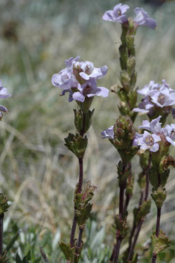 APII jpeg image of Euphrasia collina subsp. paludosa  © contact APII