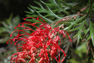 APII jpeg image of Grevillea 'Robyn Gordon'  © contact APII