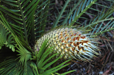 APII jpeg image of Macrozamia moorei  © contact APII