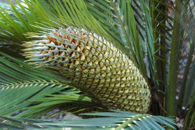 APII jpeg image of Macrozamia moorei  © contact APII