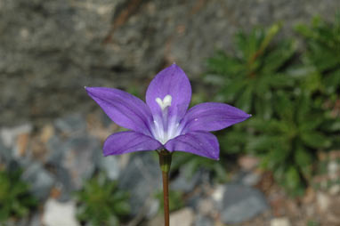 APII jpeg image of Wahlenbergia gloriosa  © contact APII