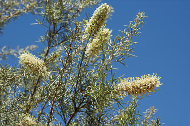 APII jpeg image of Hakea ednieana  © contact APII