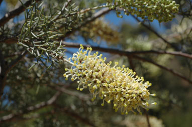 APII jpeg image of Hakea ednieana  © contact APII