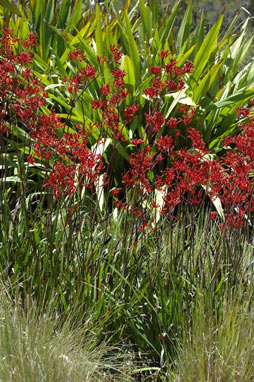 APII jpeg image of Anigozanthos 'Bush Dawn'  © contact APII