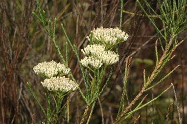 APII jpeg image of Ozothamnus pholidotus  © contact APII