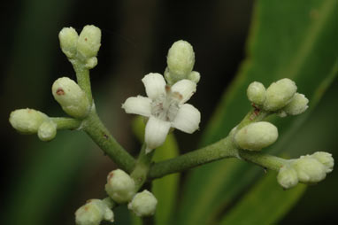 APII jpeg image of Psychotria daphnoides  © contact APII