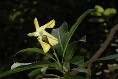 APII jpeg image of Hymenosporum flavum  © contact APII