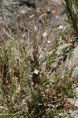 APII jpeg image of Epilobium billardiereanum subsp. cinereum  © contact APII