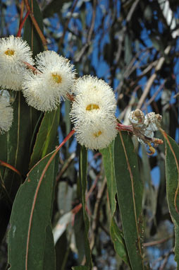 APII jpeg image of Eucalyptus globulus subsp. bicostata  © contact APII