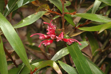 APII jpeg image of Grevillea hockingsii  © contact APII