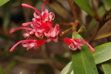 APII jpeg image of Grevillea hockingsii  © contact APII