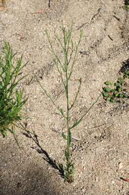 APII jpeg image of Symphyotrichum subulatum  © contact APII