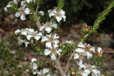 APII jpeg image of Leptospermum crassifolium  © contact APII