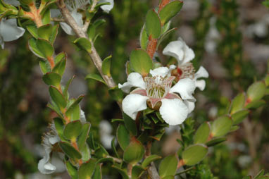 APII jpeg image of Leptospermum crassifolium  © contact APII