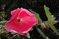 Hibiscus splendens