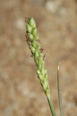 APII jpeg image of Setaria parviflora  © contact APII