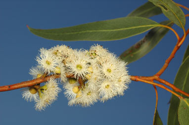 APII jpeg image of Eucalyptus petraea  © contact APII