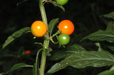 APII jpeg image of Solanum pseudocapsicum  © contact APII