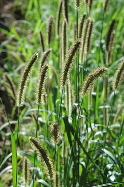 APII jpeg image of Setaria pumila  © contact APII