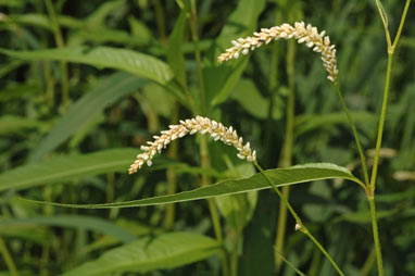 APII jpeg image of Persicaria lapathifolia  © contact APII