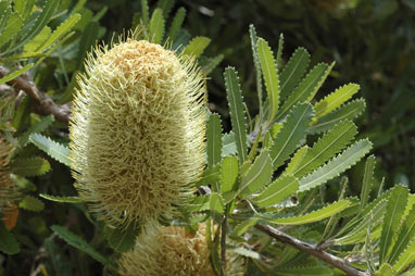 APII jpeg image of Banksia serrata 'Pygmy Possum'  © contact APII