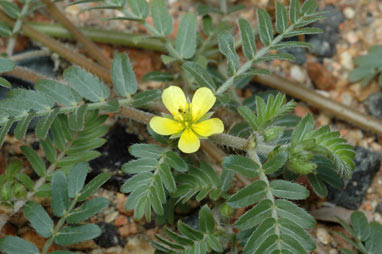 APII jpeg image of Tribulus terrestris  © contact APII