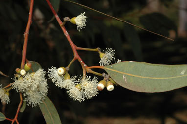 APII jpeg image of Eucalyptus laeliae  © contact APII