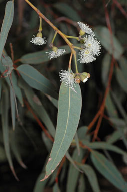 APII jpeg image of Eucalyptus laeliae  © contact APII