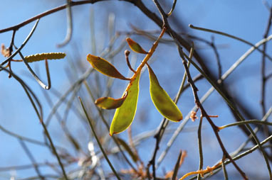 APII jpeg image of Acacia paraneura  © contact APII