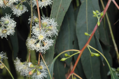 APII jpeg image of Eucalyptus nova-anglica  © contact APII