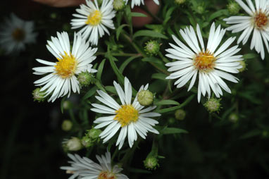 APII jpeg image of Symphyotrichum novi-belgii  © contact APII