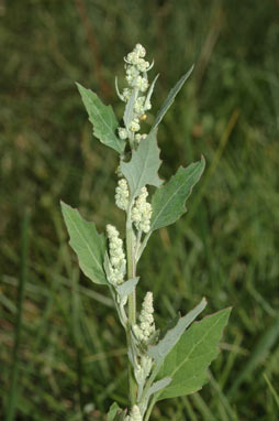 APII jpeg image of Chenopodium album  © contact APII