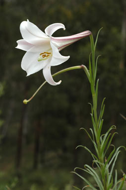 APII jpeg image of Lilium formosanum  © contact APII